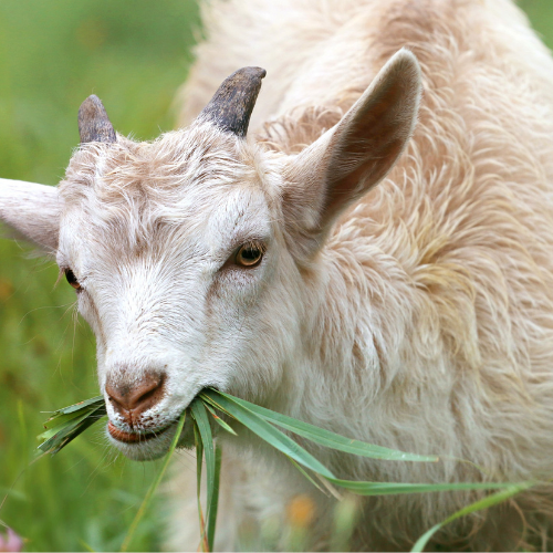 Goat eating grass