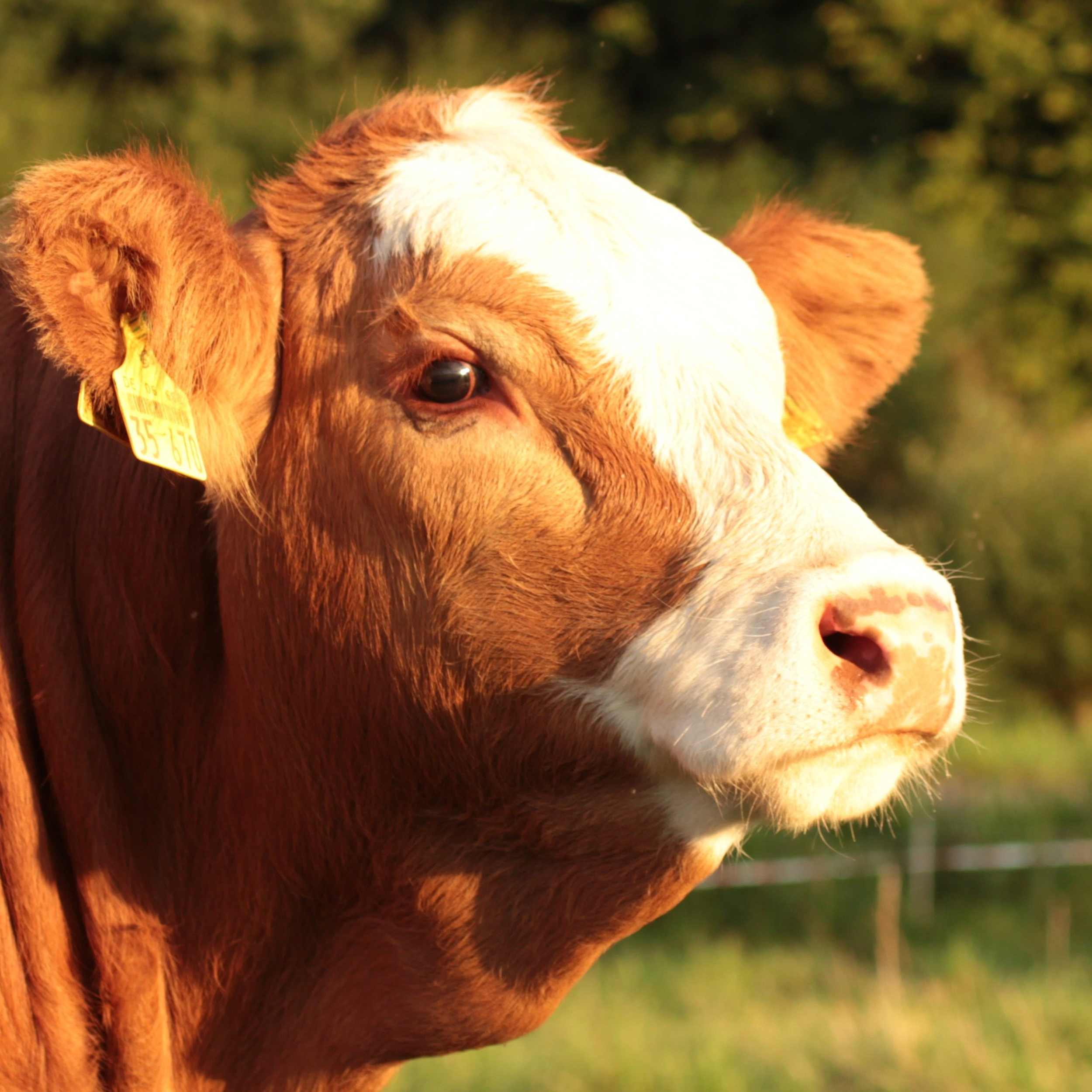 A cow gazing.