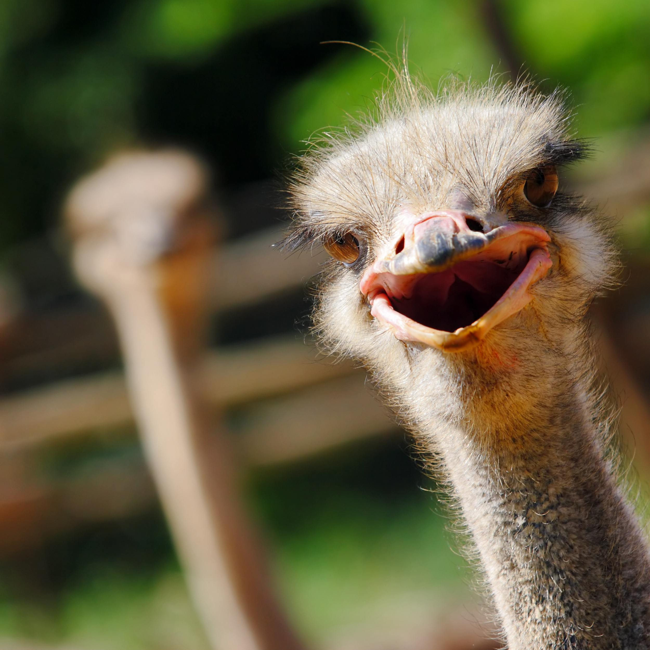 Close-up of an ostrich head