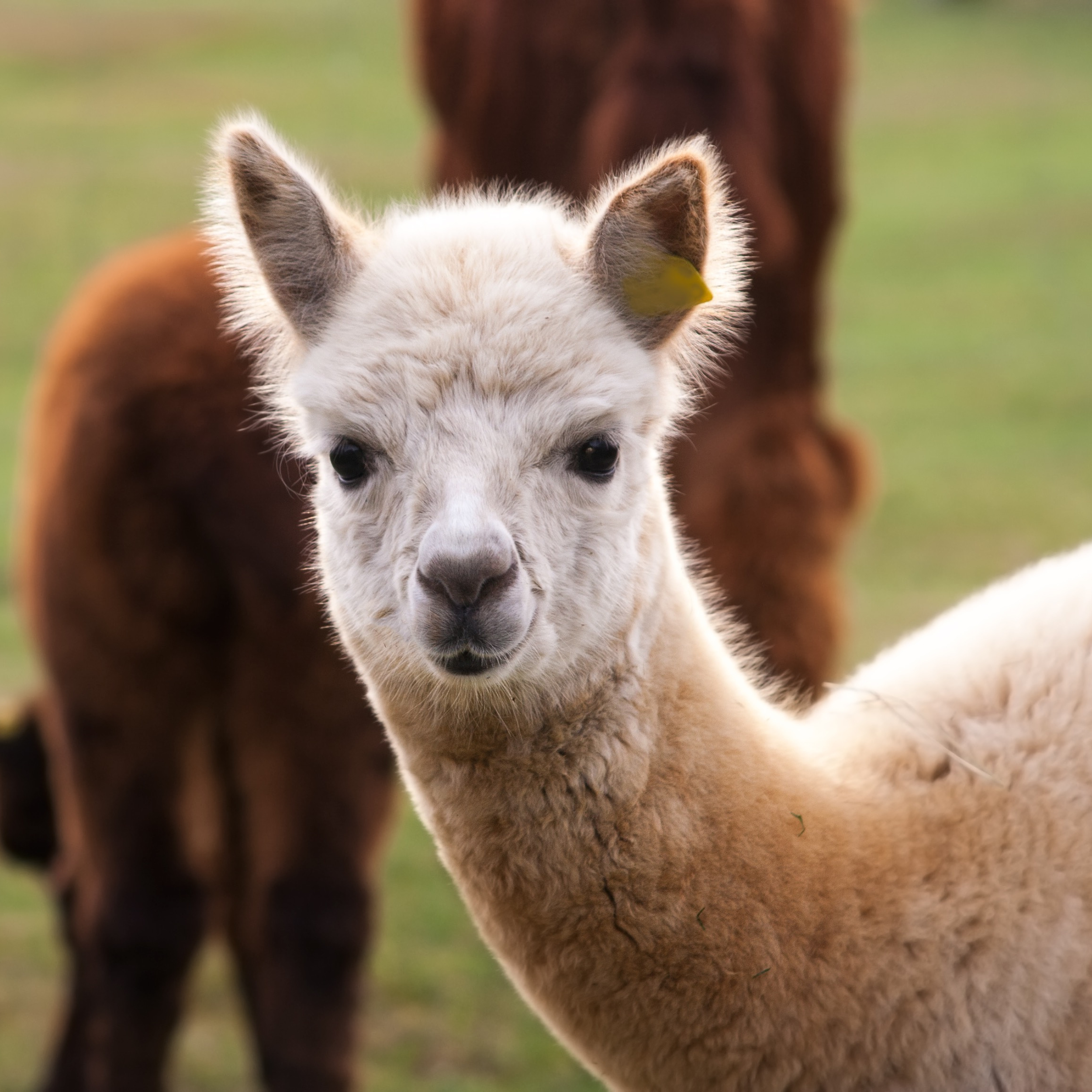 white alpaca in a field